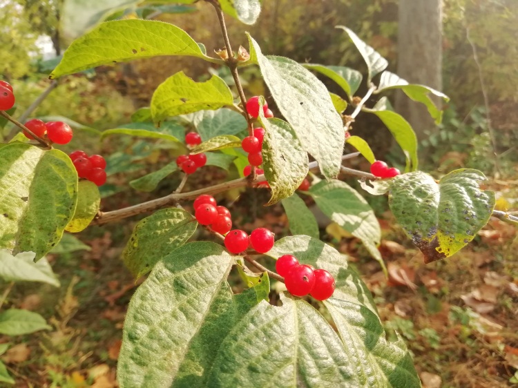 十二种排毒食物，助你排出肠毒一身轻松